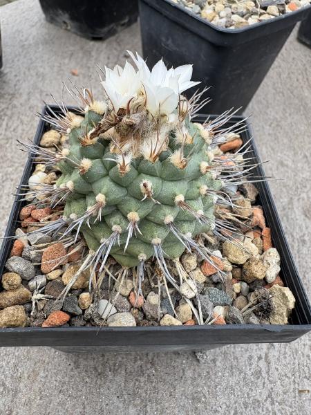 Turbinicarpus swobodae